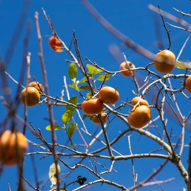 thumbnail for publication: Growth and Development Stages of Four Japanese Persimmon Varieties in North Florida